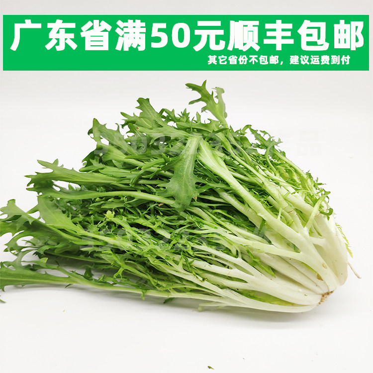 新鲜蔬菜 苦菊 苦叶生菜苦苣 九牙生菜 西餐沙拉 狗牙菜 250g苦苣