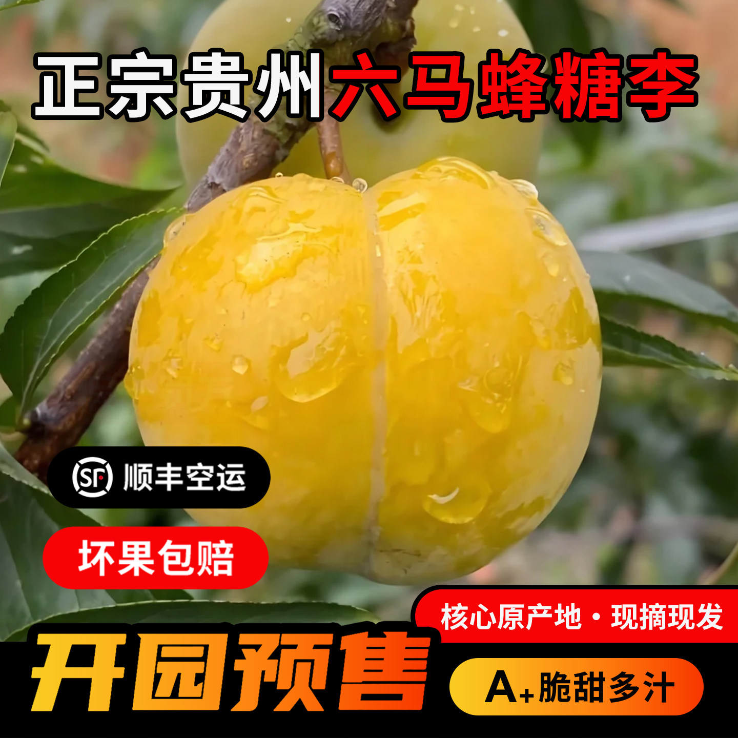 正宗贵州六马蜂糖李新鲜高端应季水果脆甜李子5斤装送礼顺丰包邮