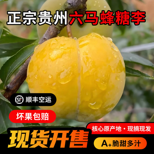 正宗贵州六马蜂糖李新鲜高端应季水果脆甜李子5斤装送礼顺丰包邮