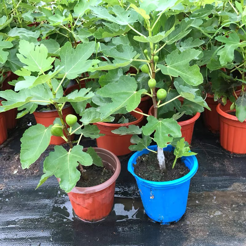 无花果残次处理多品种波姬红日本紫果金奥芬青皮等地栽盆栽