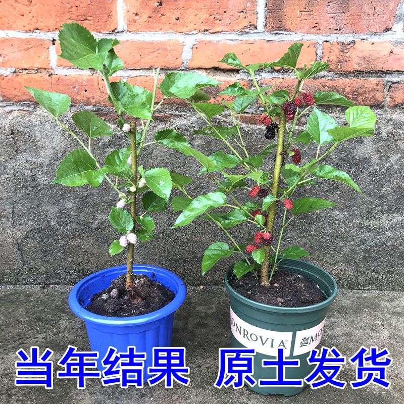 果桑葚树苗嫁接盆栽庭院阳台果树无籽大十养蚕南北方种植当年结果