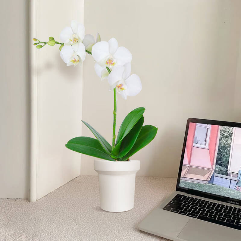 蝴蝶兰杂交兰洋兰类室内花卉盆栽绿植