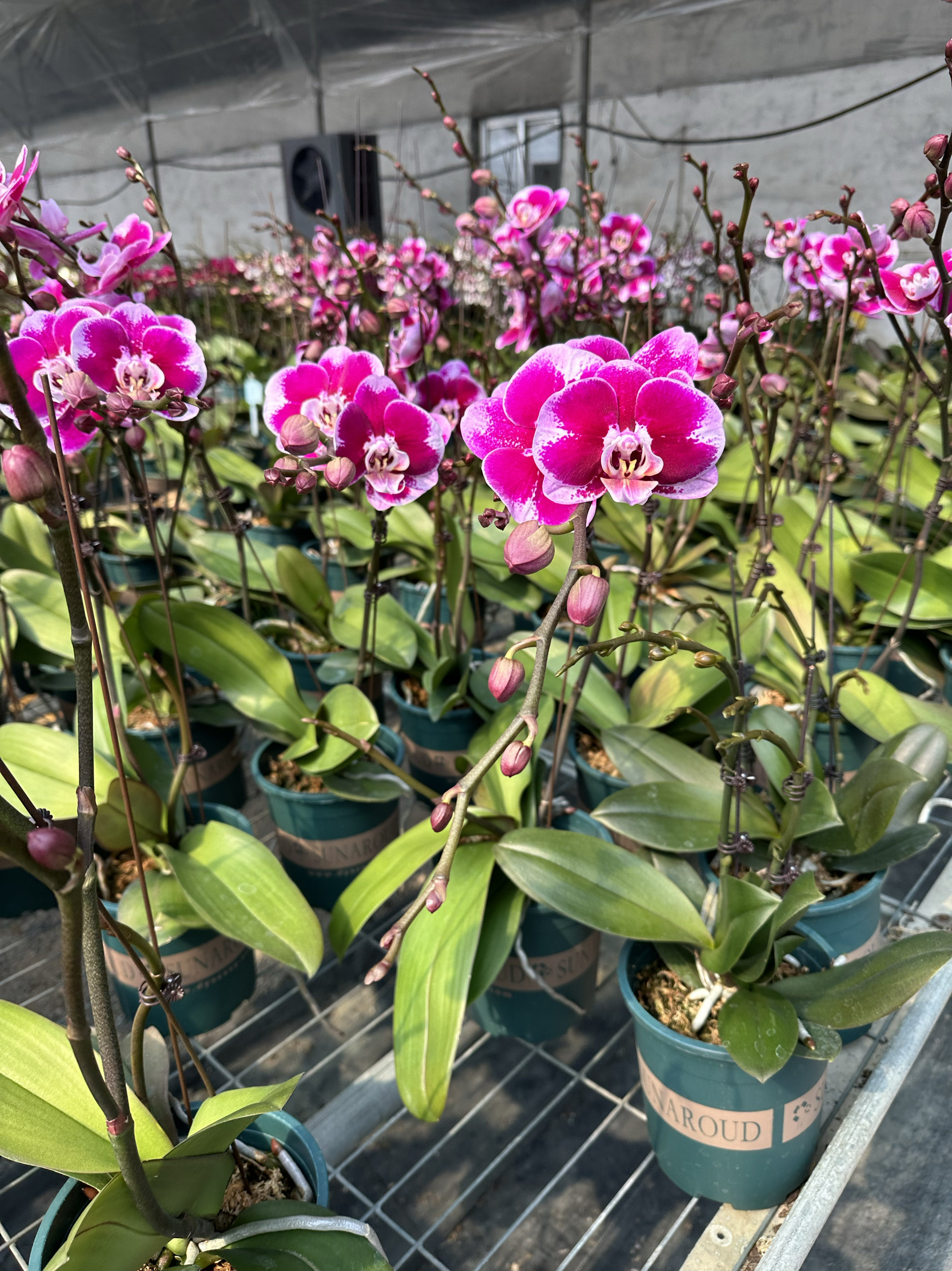 蝴蝶兰杂交兰洋兰类室内花卉盆栽绿植