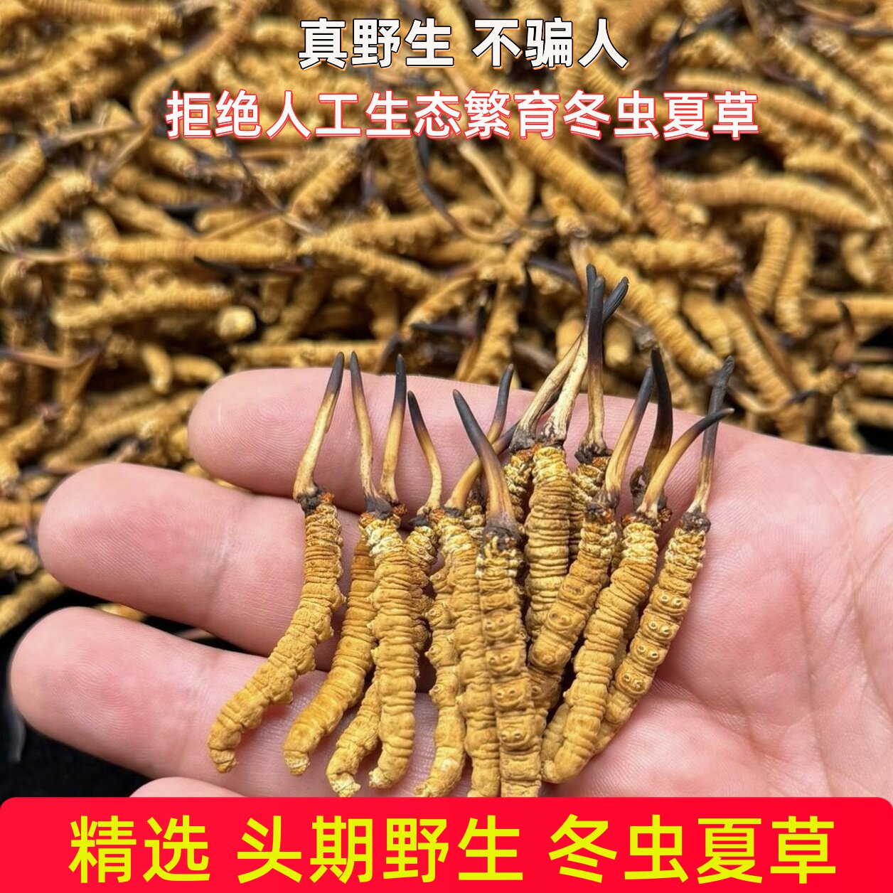 2026年西藏那曲头期野生冬虫夏草 正品藏区高海拔新干虫草礼盒装