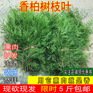 包邮 重庆野生柏树枝新鲜扁侧柏叶香婚庆装 饰祭拜熏肉洗发泡酒10斤