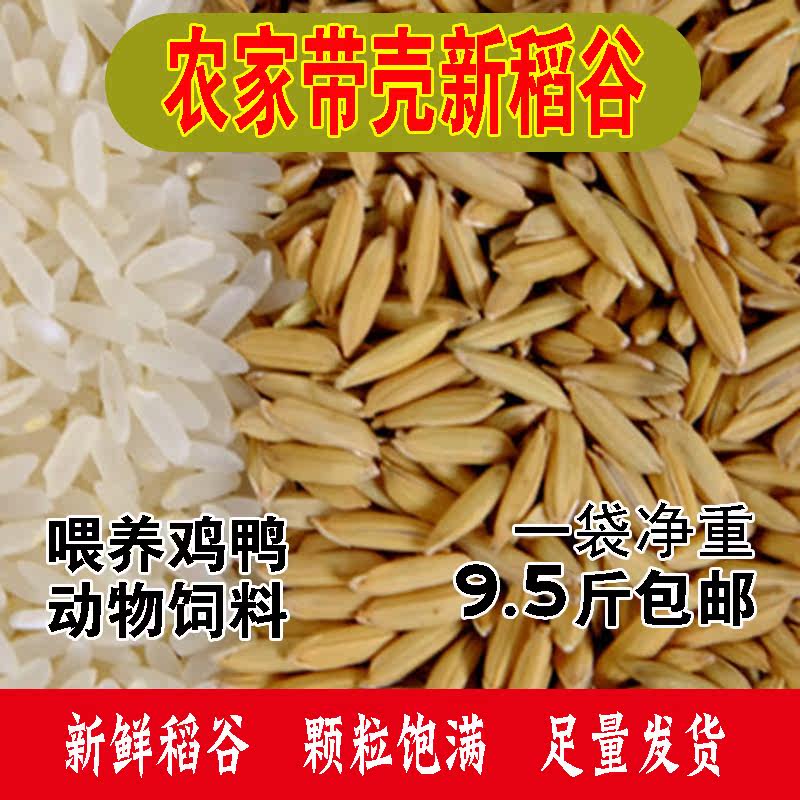 重庆农家种带壳稻谷喂鸡鸭鹅鸽子鸟鸡动物饲料水稻谷子9-10斤包邮|msdalam kategori beras/Utara-Selatan barangan kering/perasa, meter/tepung/bijirin, makanan lain - dari Buy2taobao.com untuk memberikan perkhidmatan ejen Taobao profesional membeli