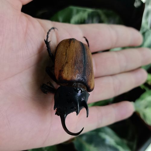 标本虫 素吉大兜虫A1湿虫 大角小角可选
