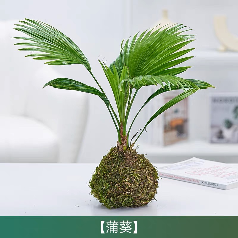 蒲葵植物棕榈科树扇叶室外耐寒四季常青大型观叶网红花卉北欧风苗