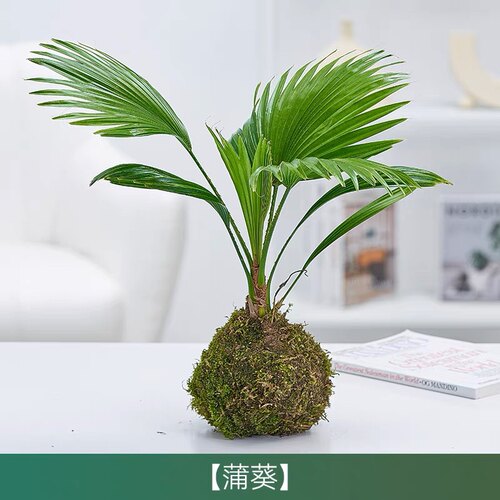蒲葵植物棕榈科树扇叶室外耐寒四季常青大型观叶网红花卉北欧风苗