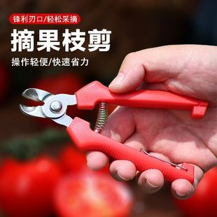 柑橘脐橙采果剪采摘剪凹形剪刀窝型果树剪枝水果剪枝剪果专用剪刀