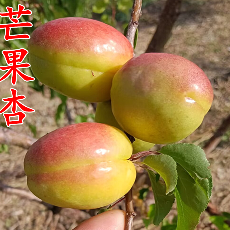 嫁接新疆芒果油杏苗胡安娜杏树苗庭院地载果树