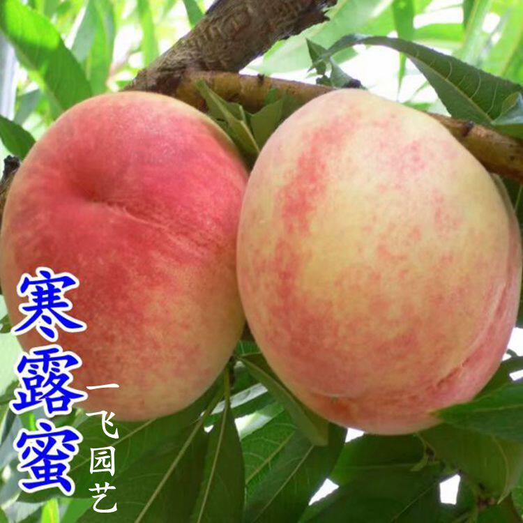 嫁接寒露蜜桃树苗 晚熟大果冬桃苗 南北方种植新品种毛桃落叶