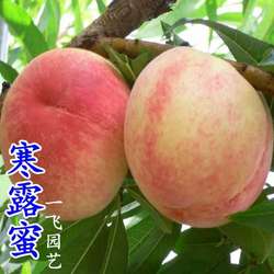 嫁接寒露蜜桃树苗 晚熟大果冬桃苗 南北方种植新品种毛桃落叶