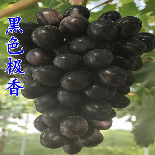大粒高产新品种葡萄苗