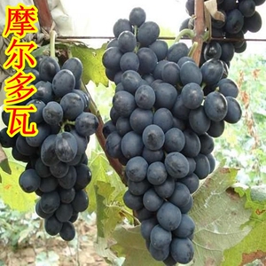 摩尔多瓦葡萄苗 抗病 高产晚熟葡萄苗 盆栽 地栽新品种果树苗