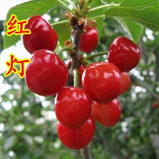 嫁接晚熟红灯 美早 大樱桃苗 南北方种植盆栽地栽果树苗 落叶