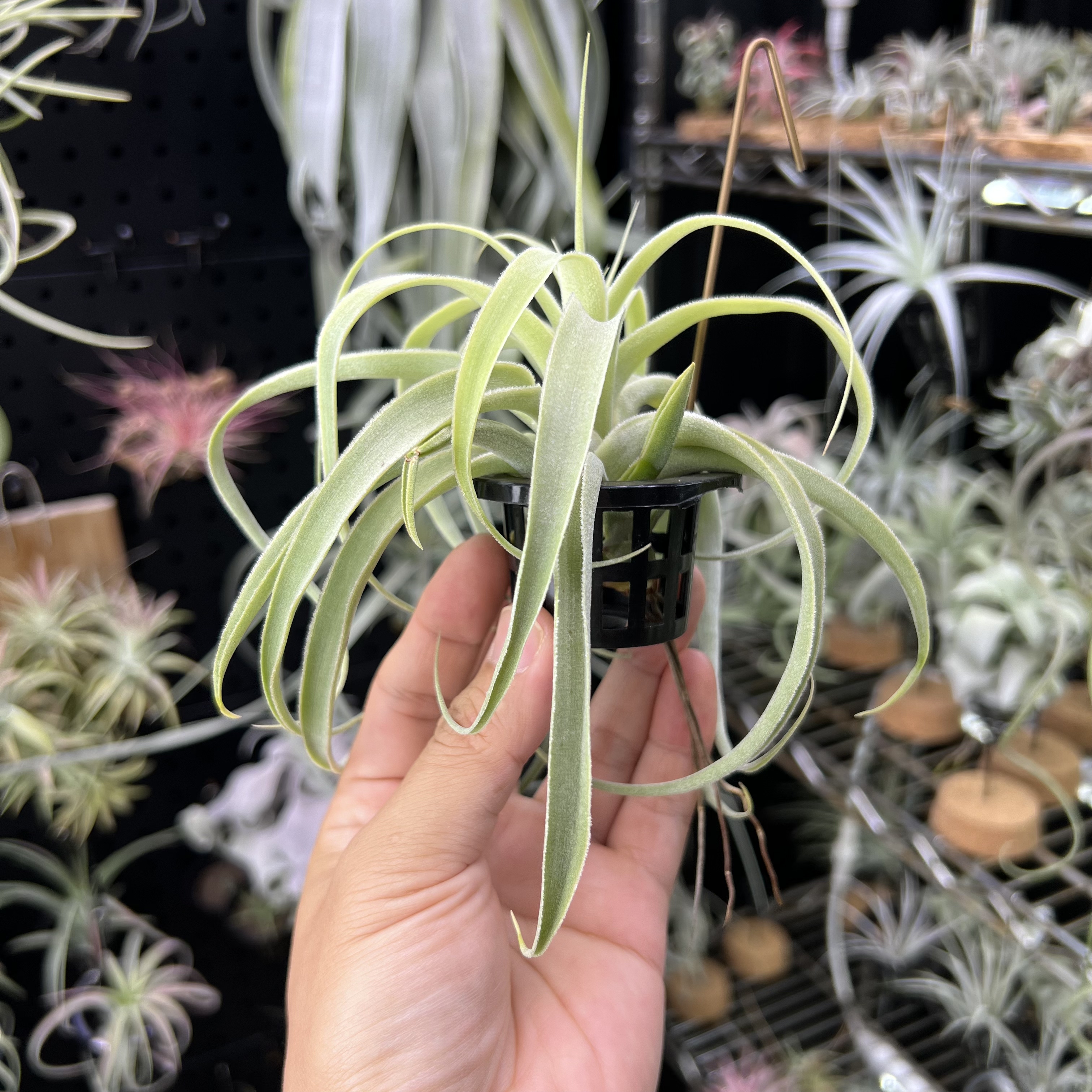 仙人掌空气凤梨无土懒人新奇绿色室内桌面绿植物造景顺丰包邮