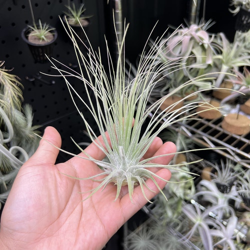 马根斯侧芽空气凤梨新奇无土懒人室内桌面绿植物造景顺丰包邮
