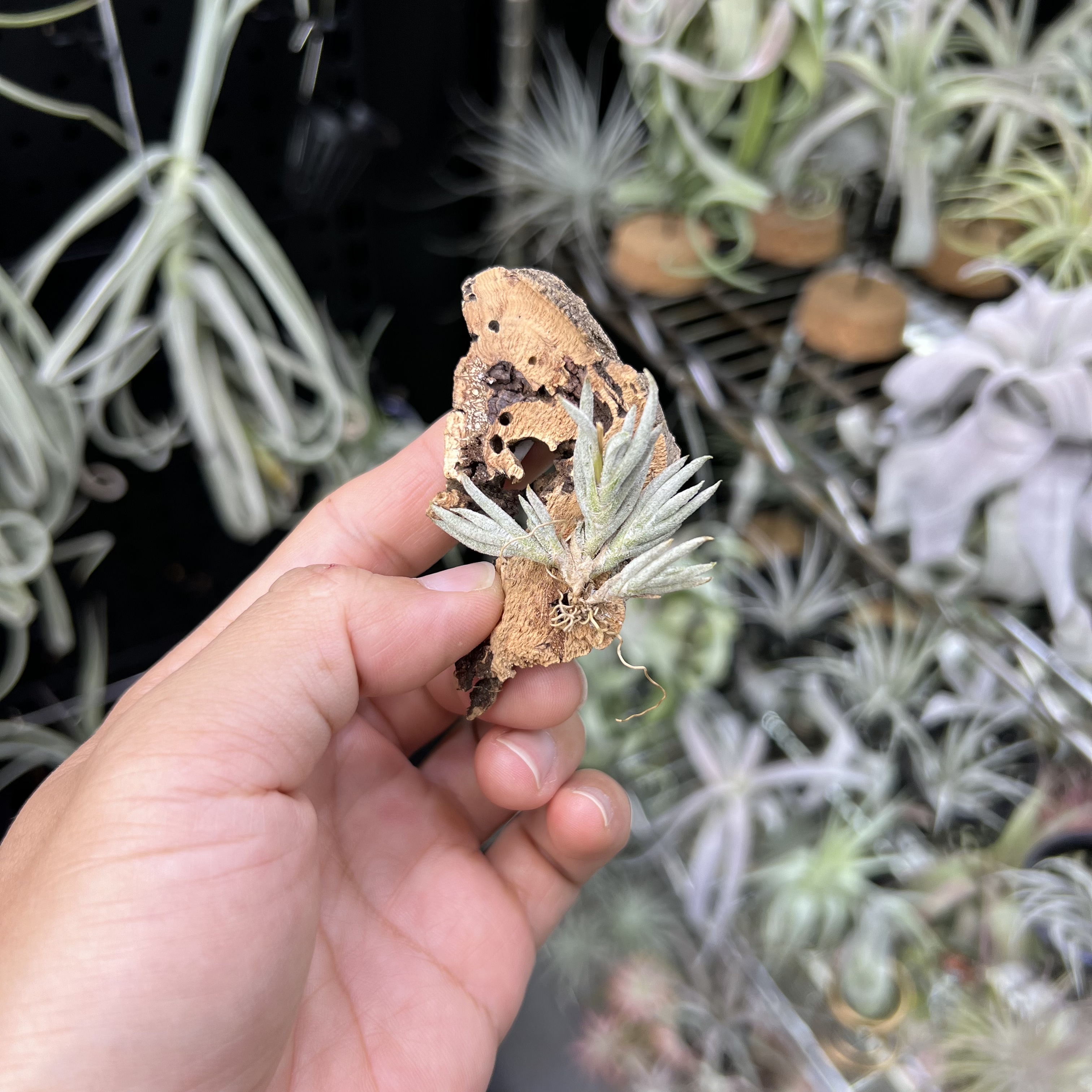 皮卡空气凤梨新奇无土懒人室内桌面绿植物造景顺丰包邮