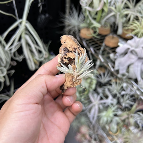 皮卡空气凤梨新奇无土懒人室内桌面绿植物造景顺丰包邮