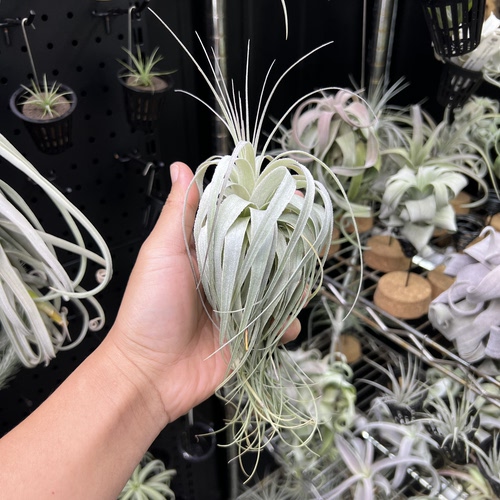 薄纱空气凤梨新奇无土懒人室内桌面绿植物造景顺丰包邮