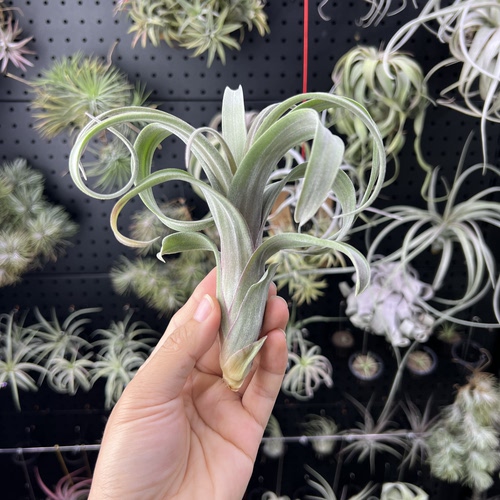 花卷空气凤梨新奇无土懒人室内桌面绿植物造景顺丰包邮