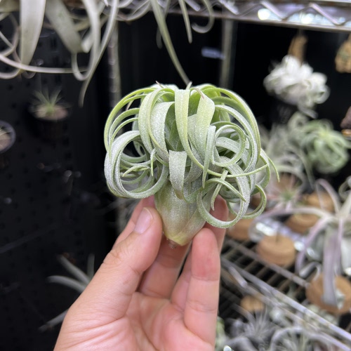 龙卷空气凤梨新奇无土懒人室内桌面绿植物造景顺丰包邮