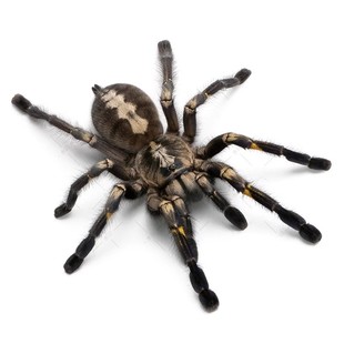 蜘蛛车贴3d立体汽车贴纸车门拉花划痕装 车身贴 饰贴画遮挡创意个性