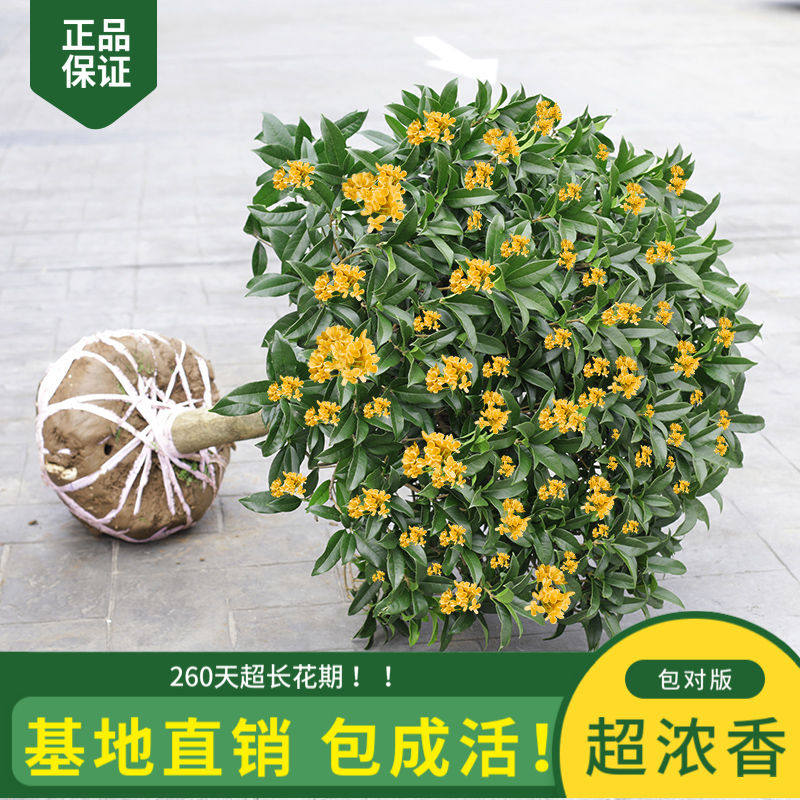 大型桂花树苗原生金桂丹桂庭院别墅地栽浓香型植物耐寒四季桂绿化