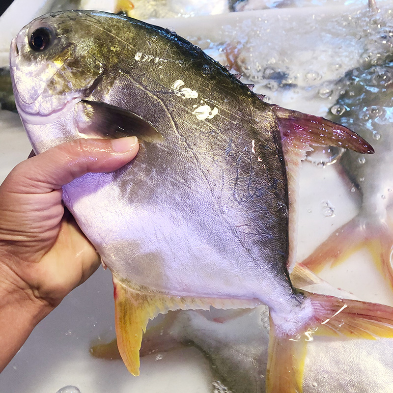 湛江海水金鲳鱼海鱼冰鲜鱼金昌鱼新鲜海鲜 鲜活鱼宰杀 约450gX