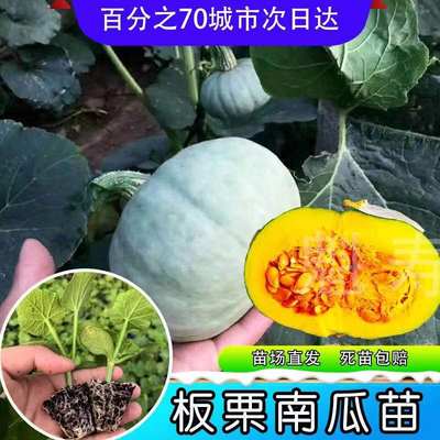 魁寿南瓜便宜简单四季灰板栗贝贝