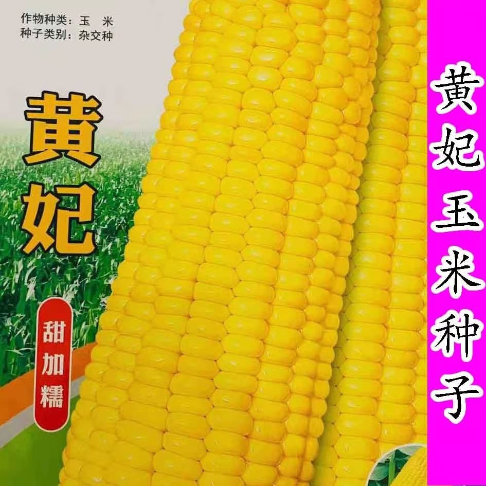 黄妃玉米种子黄色粘糯玉米籽甜加糯苞米种籽皮薄口感好春蔬菜孑