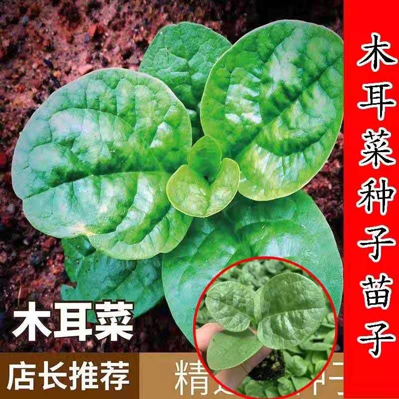 大叶木耳菜种苗子四季小青菜爬藤豆腐菜阳台盆栽早熟落葵秋冬