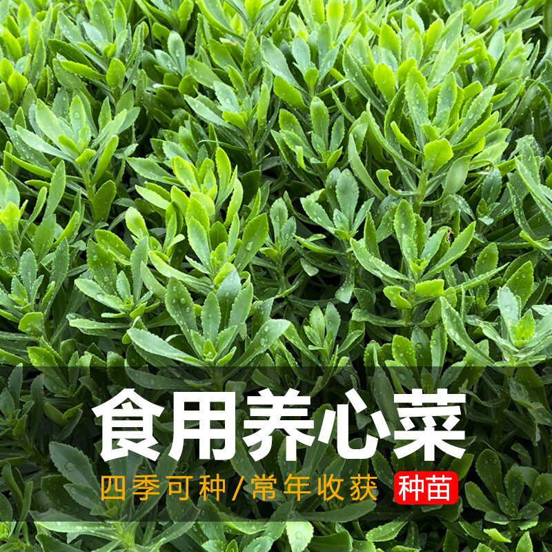 原厂10包正宗养心菜救心菜种苗春四季播种盆栽阳台庭院野菜蔬菜子
