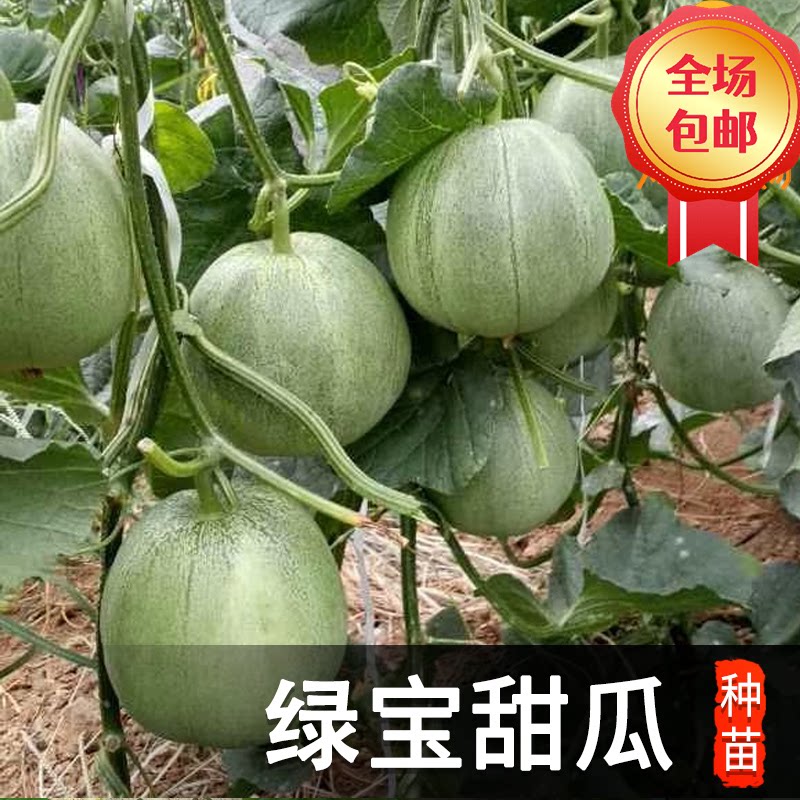 绿宝石甜瓜种子种苗绿宝老品种大全香瓜甜宝甜瓜子秧苗