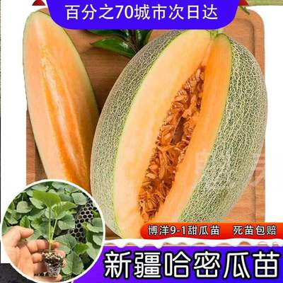 魁寿四季简单甜瓜新疆哈甜瓜便宜