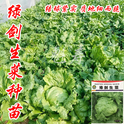 魁寿四季简单绿剑生菜种生菜便宜