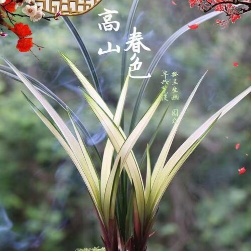 清雅兰苑高山春色大凤素白雪冰心金荷浓香正品传统兰花 - 封面