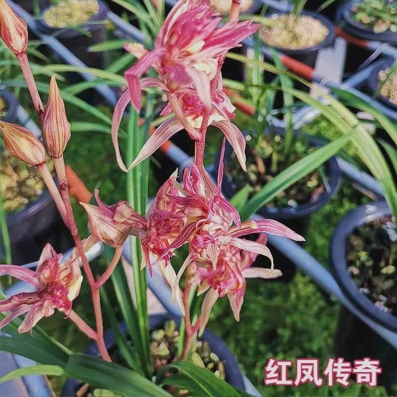 清雅兰苑高端红凤奇花客厅阳台书房精品兰花浓香花卉兰花