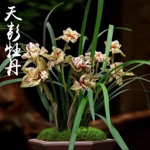 兰花带花苞春兰矮种十二月开花天彭牡丹浓香美观庭院植物清雅