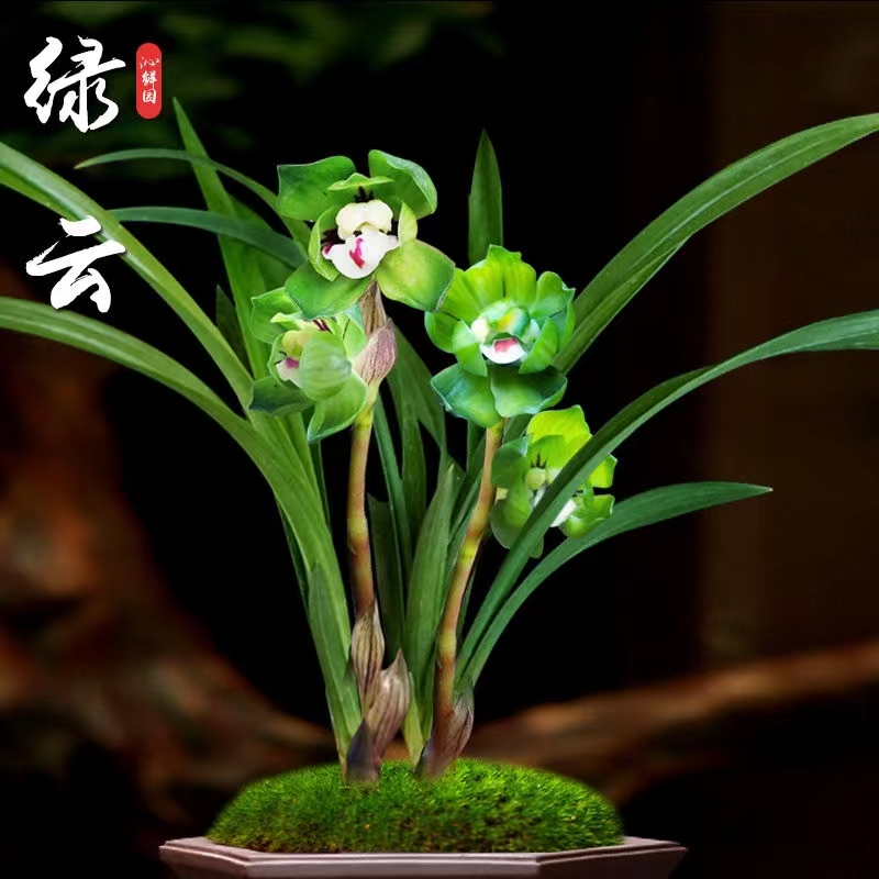 清雅蘭花春蘭矮種經(jīng)典老品種綠云奇花濃香高貴典雅植物美觀養(yǎng)護(hù)