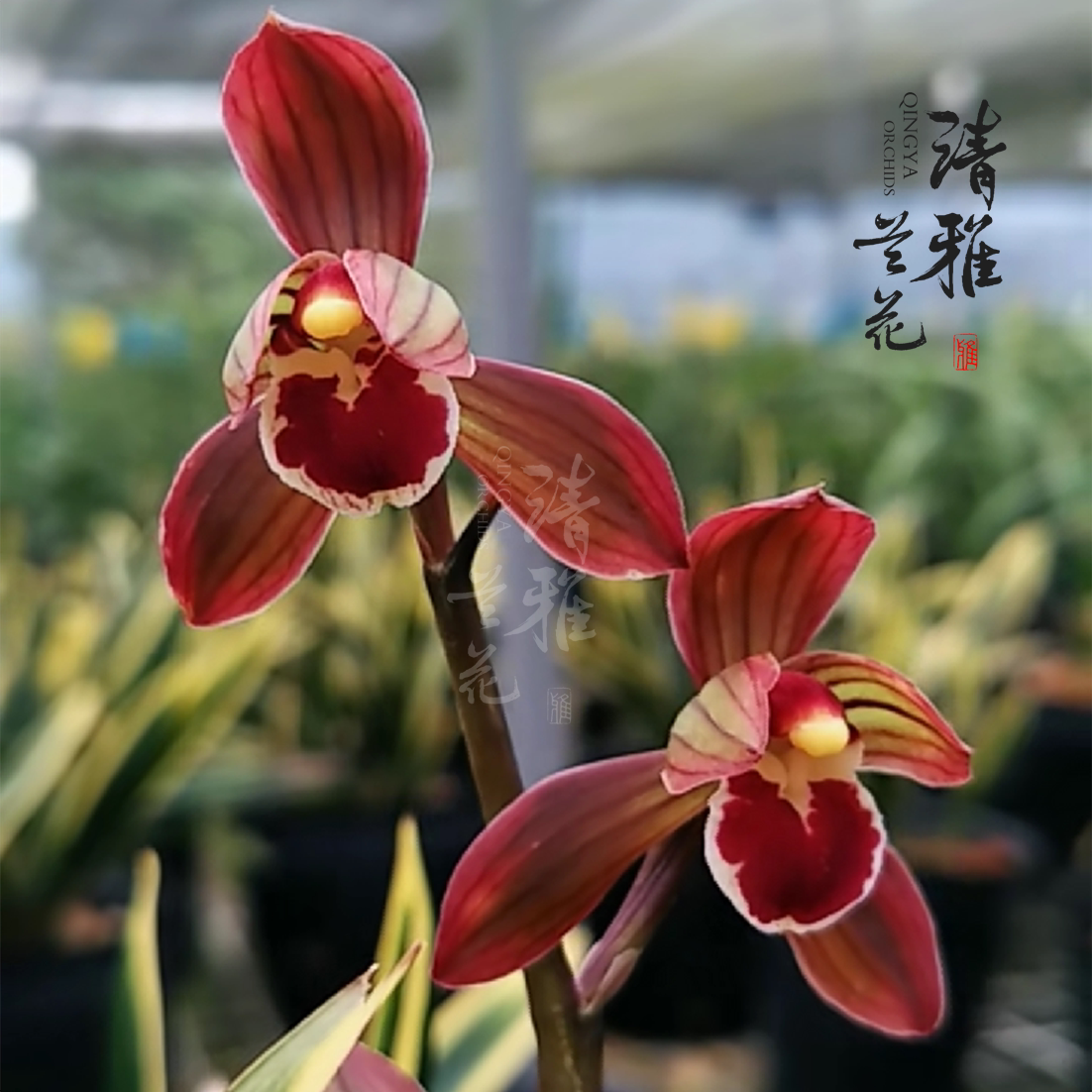 墨兰东方红神种老品种春节开花红荷浓香好养国兰金边养护栽培