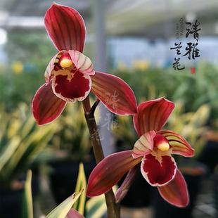 墨兰东方红神种老品种春节开花红荷浓香好养国兰金边养护栽培