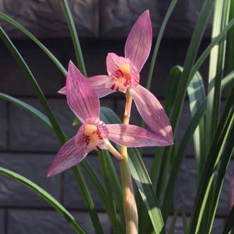 正品兰花春剑红福 新津胭脂 高端铭品浓香室内盆栽办公室花卉