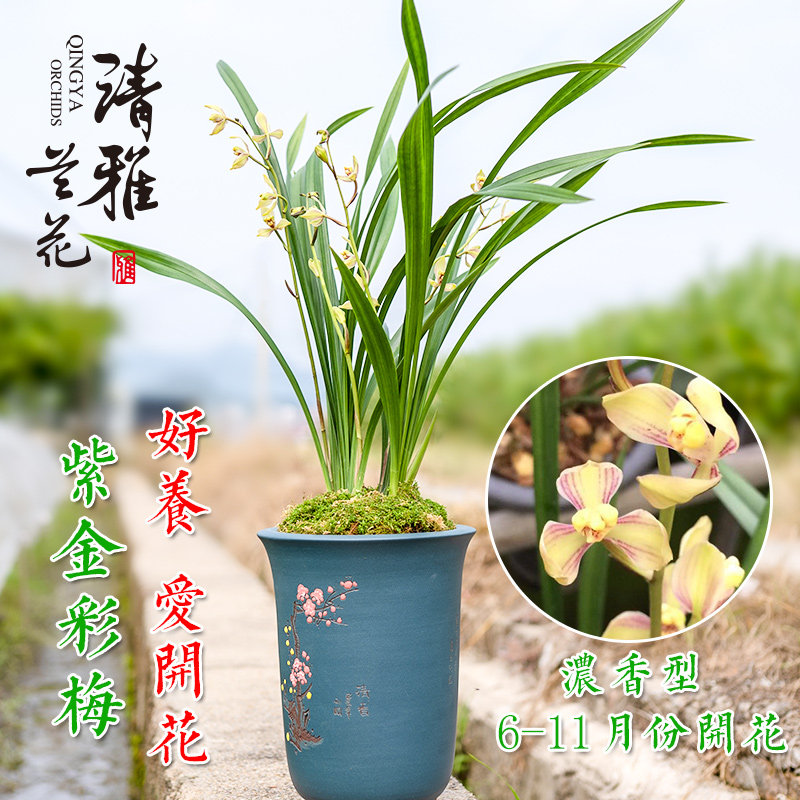 清雅高档兰花苗紫金彩梅建兰浓香四季兰带花苞精品国兰盆栽