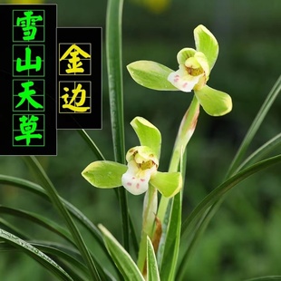 清雅兰苑超浓香春兰花苗雪山天草正品名贵国兰室内花卉盆栽