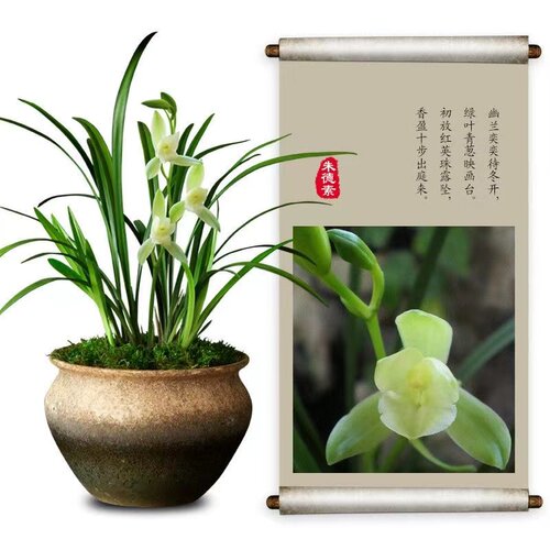 清雅兰花四季兰建兰夏朱德素浓香花大好养容易开花绿植 - 封面
