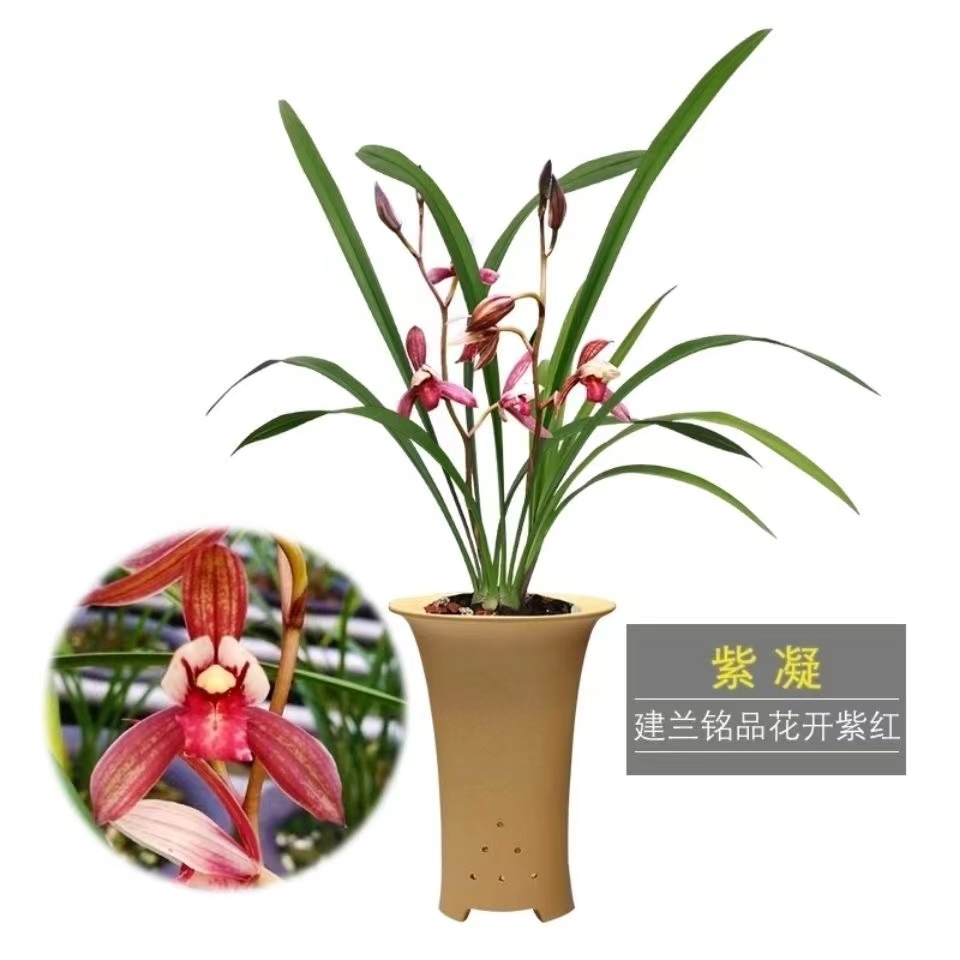 清雅蘭花苗 紫凝 建蘭高檔色花夏秋季精品室內(nèi)花卉盆栽好養(yǎng)栽培