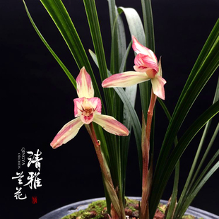 兰花春兰复色花洛仙浓香出架美观好养小草株型室内盆栽春季艳丽