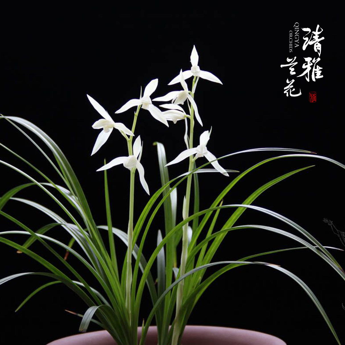 清雅兰花莲瓣兰大雪素素黄花浓香好养易开花夏带花苞大气铭品